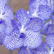 orchidea blu