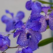 orchidea blu
