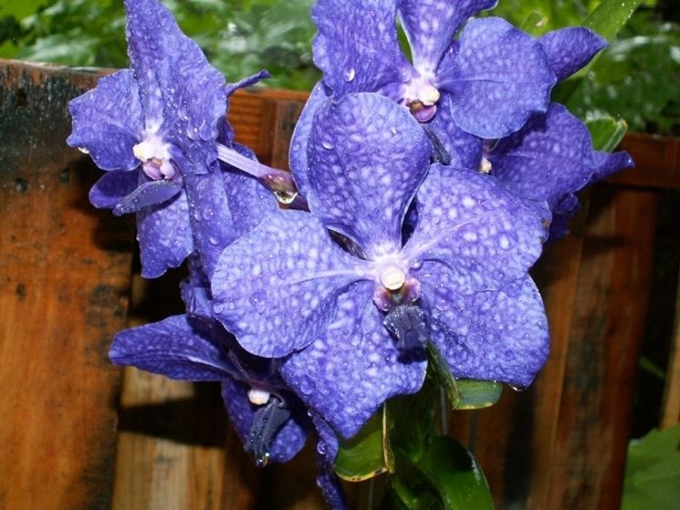 La Vanda Coerulea - piante da appartamento - orchidea blu-6