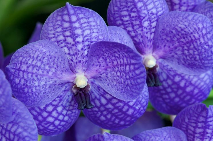 Vanda Coerulea - piante da appartamento - orchidea blu-9