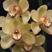 orchidea cymbidium