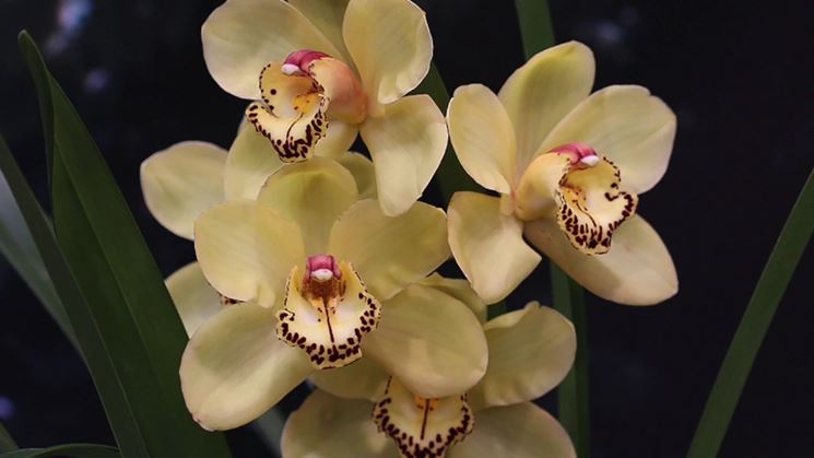 orchidea cymbidium