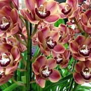 orchidea cymbidium