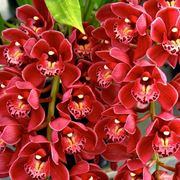 orchidea cymbidium