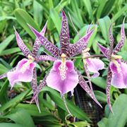 Orchidee brassia