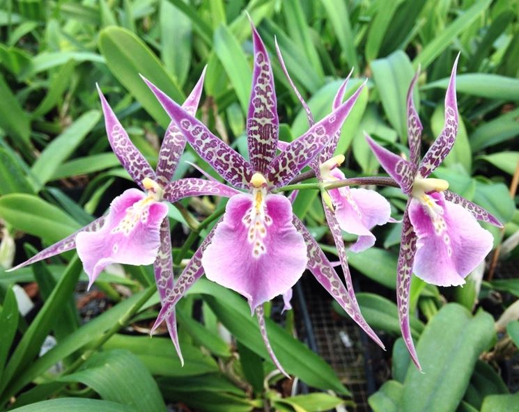 Orchidee brassia