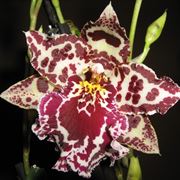 orchidee cambria