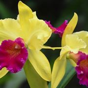 orchidee cattleya