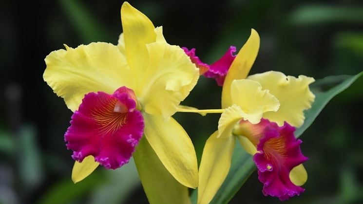 orchidee cattleya