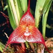 orchidee dracula