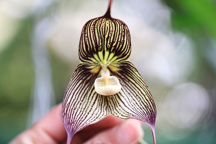 orchidee dracula