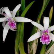 orchidee laelia