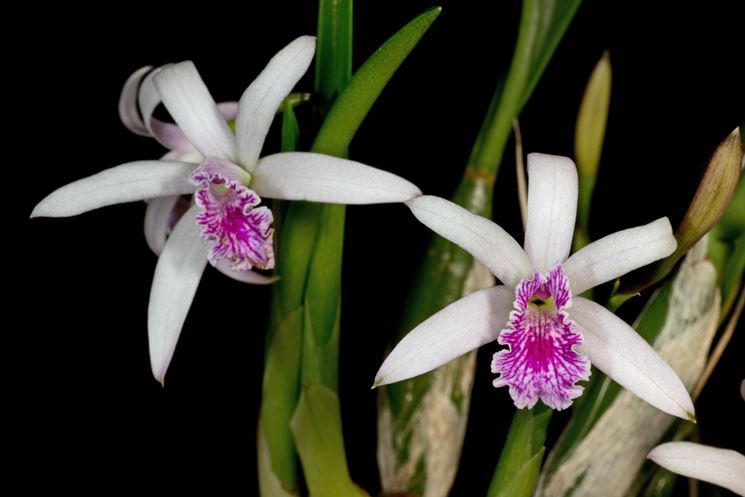 orchidee laelia