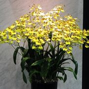 orchidee oncidium
