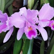 orchidee oncidium