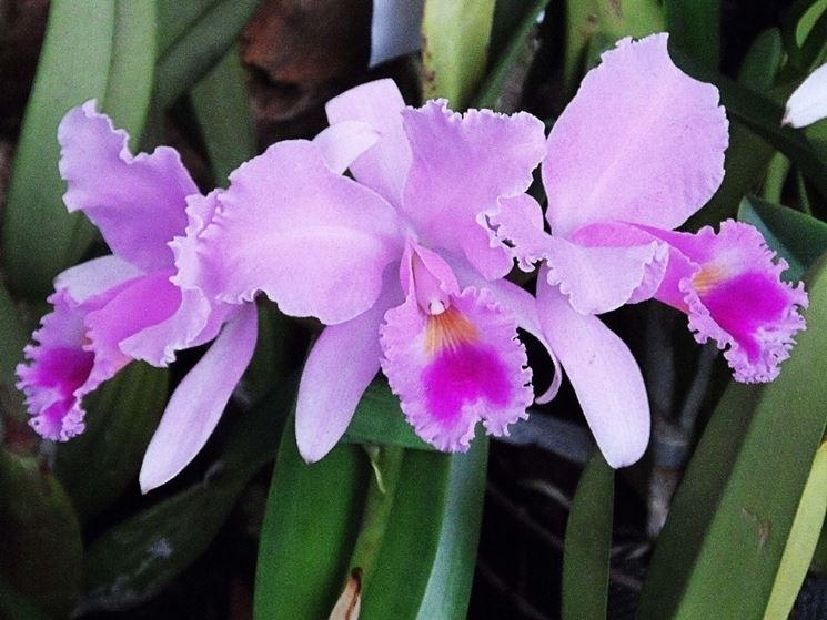orchidee oncidium