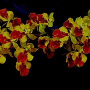 orchidee oncidium 