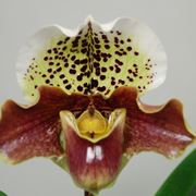 orchidee paphiopedilum