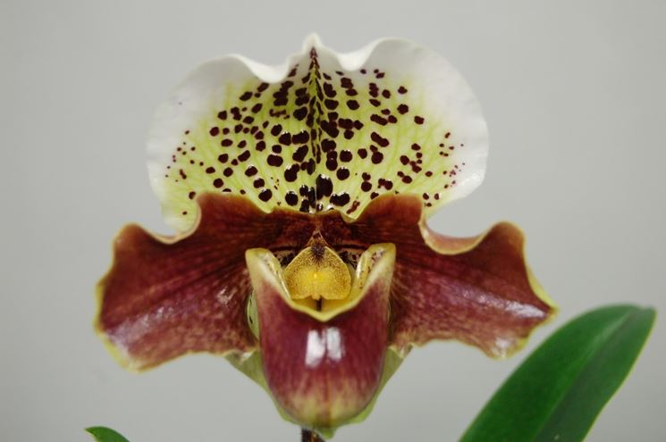 orchidee paphiopedilum