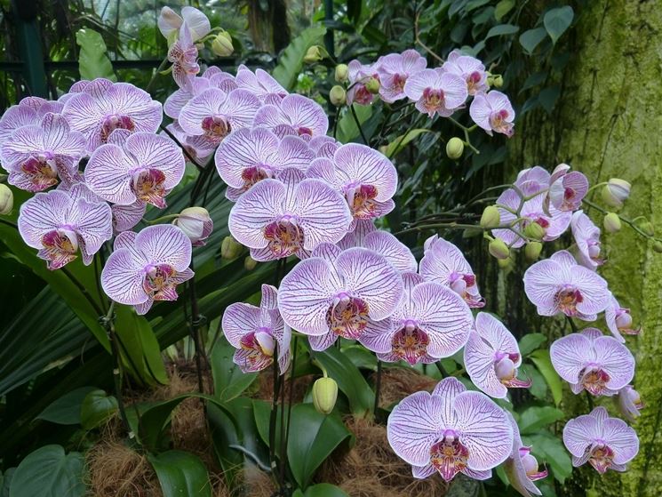 orchidee phalaenopsis