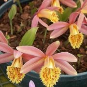 orchidee pleione
