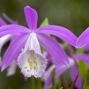 orchidee pleione