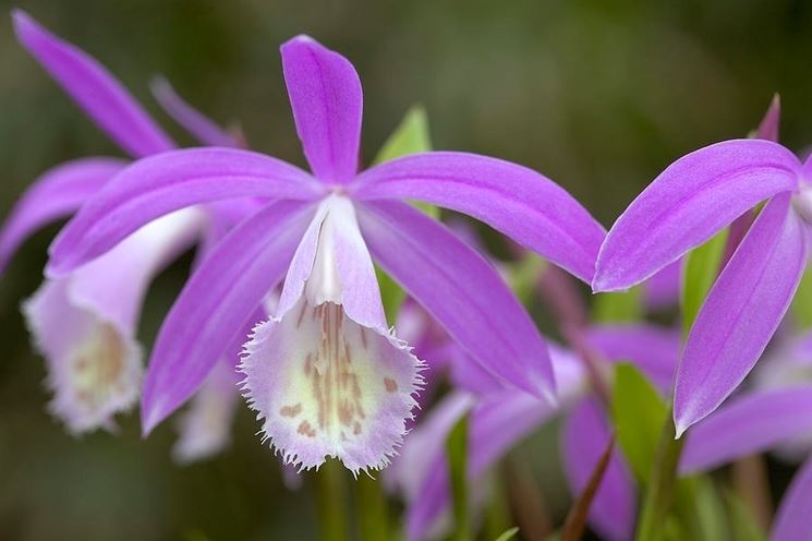 orchidee pleione