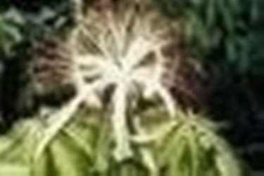 Le origini della pachira acquatica