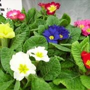 Primula vulgaris
