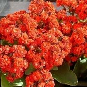 Propagare la kalanchoe