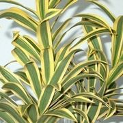 Risposta : dracena marginata