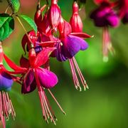 Fucsia