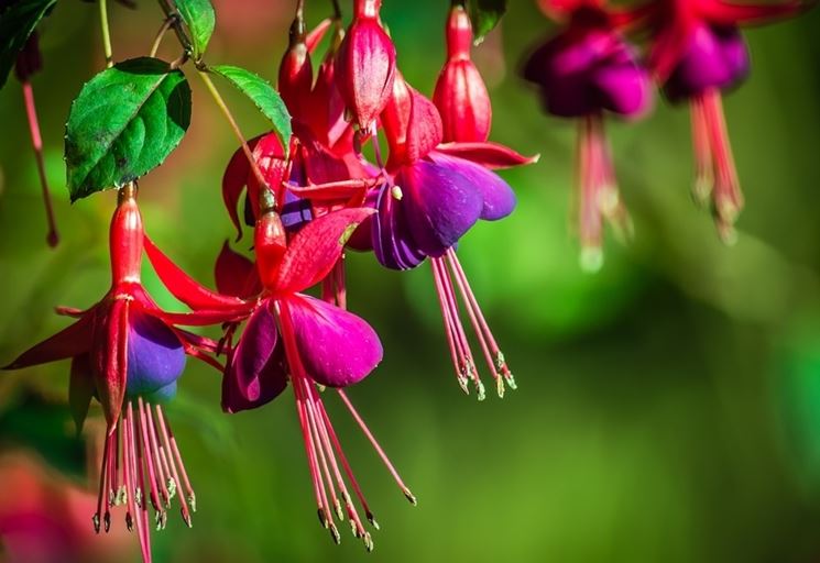 Fucsia