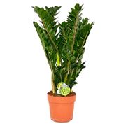 Come prendersi cura della zamioculcas