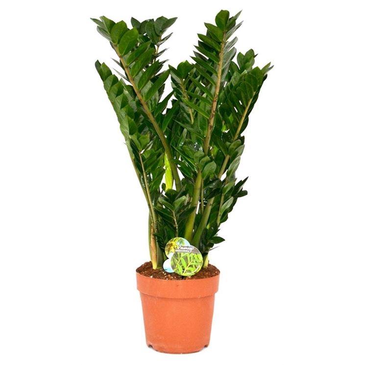 Come prendersi cura della zamioculcas