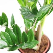 Risposta : zamioculcas con foglie gialle