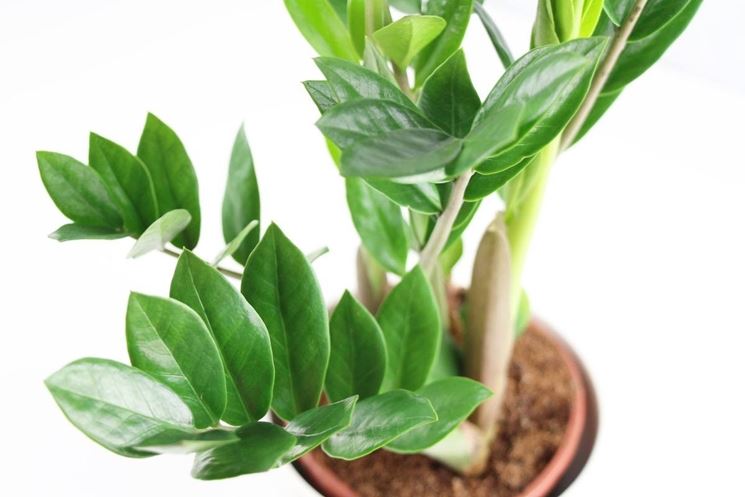 Risposta : zamioculcas con foglie gialle