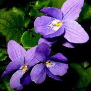 amarillis viola-1