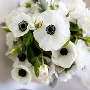 anemoni colorati