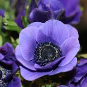 anemoni viola