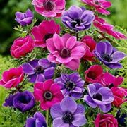 anemoni viola