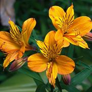 astromeria viola-1