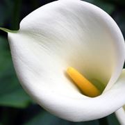 bouquet bianche a gamdo medio