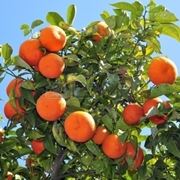 Arancio degli osagi