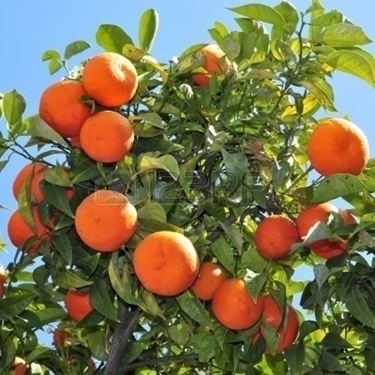 Arancio degli osagi