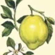 Cedro-8