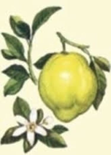 Cedro-8