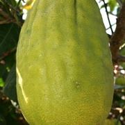 Cedro
