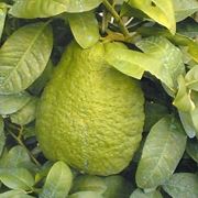 Cedro