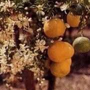 Chinotto-2